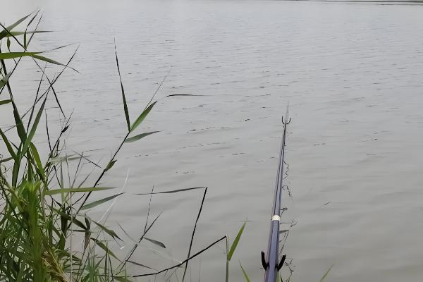 怎么用七星漂逗钓鲤鱼，轻轻将饵料稍微提起来再放下去