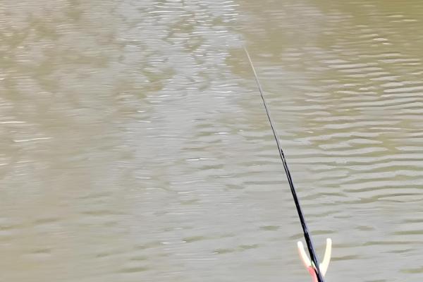 怎么用七星漂逗钓鲤鱼，轻轻将饵料稍微提起来再放下去