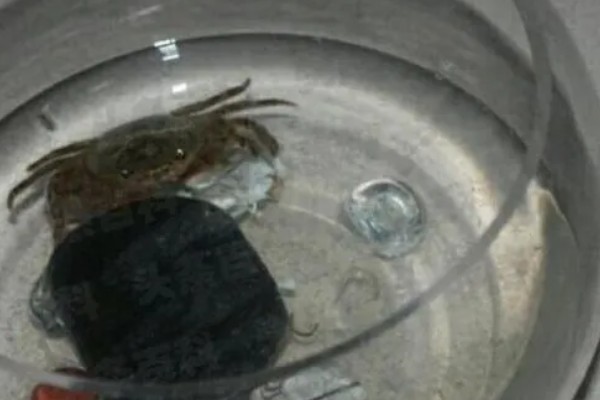 活螃蟹怎么保存，可水养也可冷藏