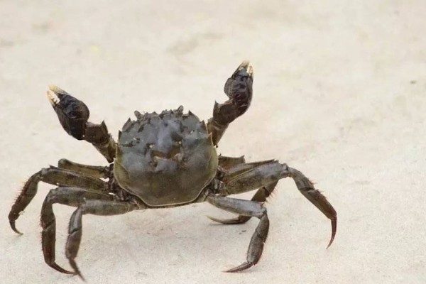 活螃蟹怎么保存，可水养也可冷藏