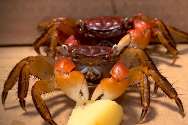 活螃蟹怎么保存，可水养也可冷藏