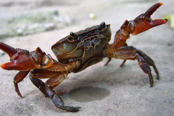 活螃蟹怎么保存，可水养也可冷藏