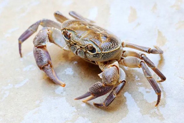 活螃蟹怎么保存，可水养也可冷藏