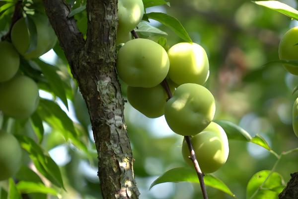 四月李什么时候成熟,是农历四月份成熟的