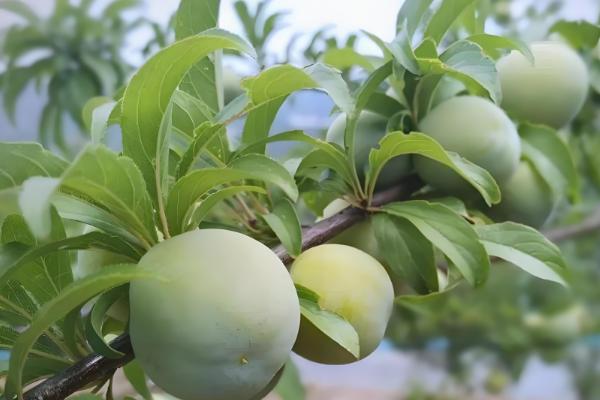 四月李什么时候成熟,是农历四月份成熟的