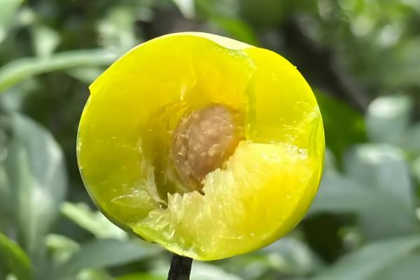 四月李什么时候成熟,是农历四月份成熟的