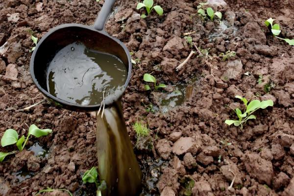 对菠菜施什么肥料可以增加产量，采用有机肥作基肥