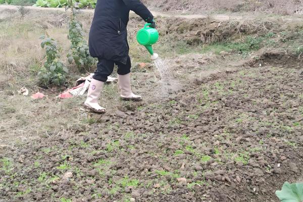 对菠菜施什么肥料可以增加产量，采用有机肥作基肥