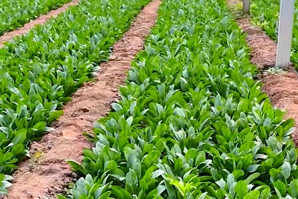 对菠菜施什么肥料可以增加产量，采用有机肥作基肥