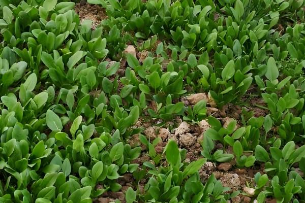 对菠菜施什么肥料可以增加产量，采用有机肥作基肥