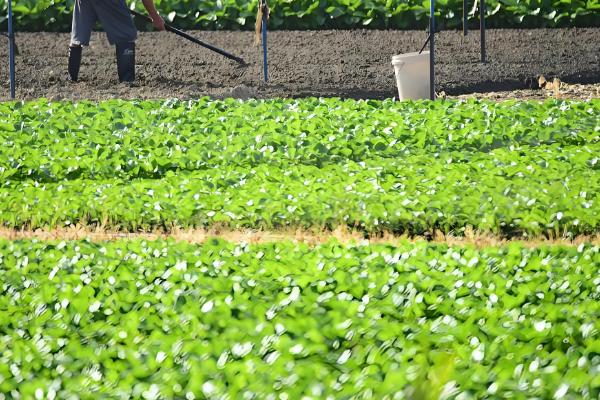 对菠菜施什么肥料可以增加产量，采用有机肥作基肥