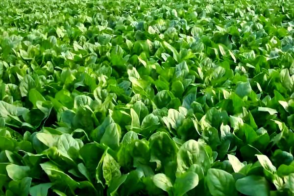 对菠菜施什么肥料可以增加产量，采用有机肥作基肥