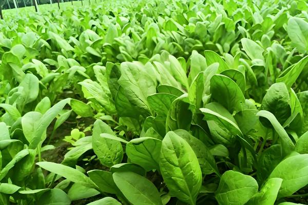 对菠菜施什么肥料可以增加产量，采用有机肥作基肥