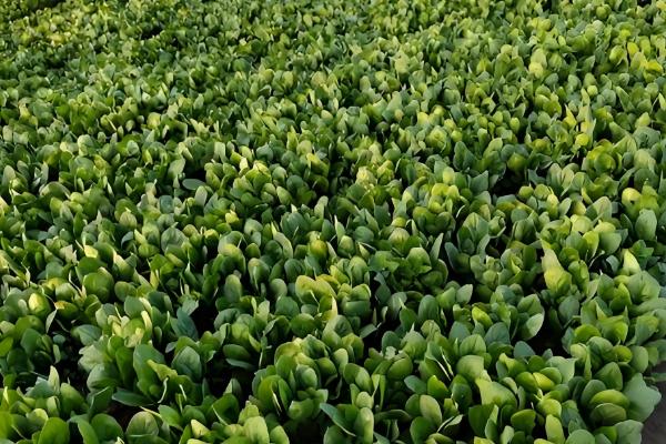 对菠菜施什么肥料可以增加产量，采用有机肥作基肥