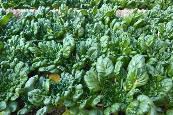对菠菜施什么肥料可以增加产量，采用有机肥作基肥