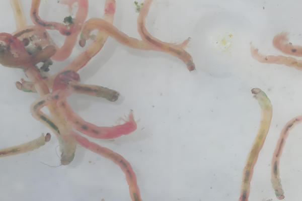 红线虫会不会钻进人体，不进入人体但容易携带细菌和寄生虫