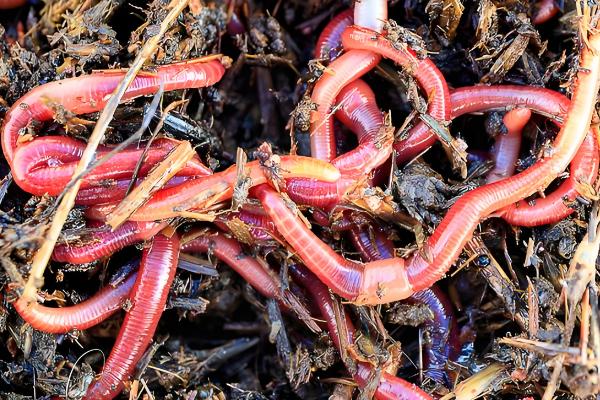 红线虫会不会钻进人体，不进入人体但容易携带细菌和寄生虫