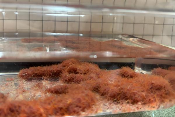 红线虫会不会钻进人体，不进入人体但容易携带细菌和寄生虫