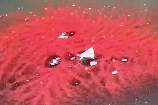 红线虫会不会钻进人体，不进入人体但容易携带细菌和寄生虫