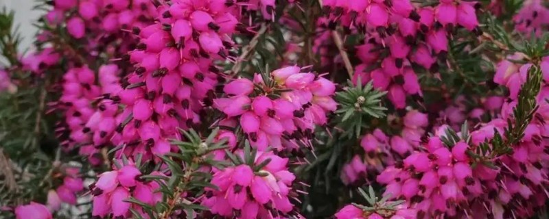 欧石楠怎么养殖，把室温控制在15-28℃