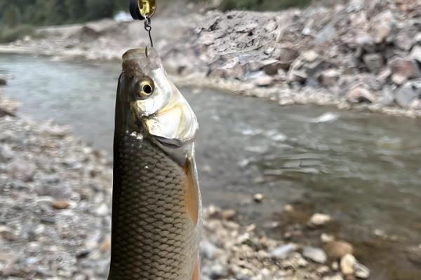 钓草鱼最有效的饵料,推荐豆饼、菜叶、南瓜等