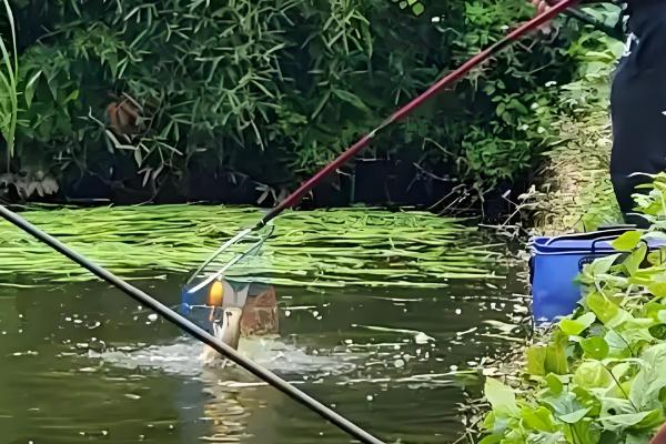 钓草鱼最有效的饵料,推荐豆饼、菜叶、南瓜等