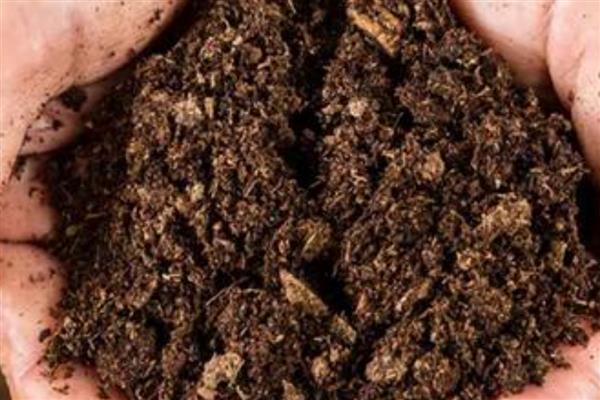 怎么养姬玉露，喜欢高湿的生长条件