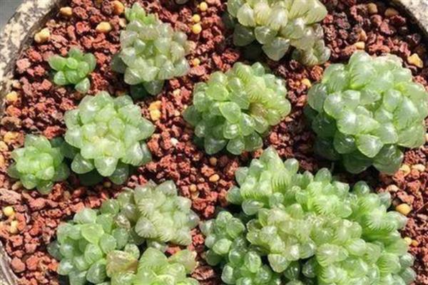 怎么养姬玉露，喜欢高湿的生长条件