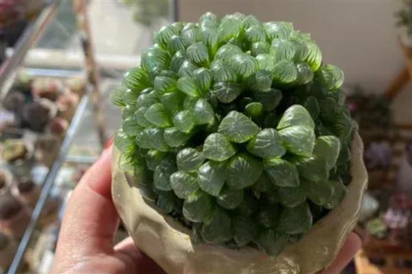 怎么养姬玉露，喜欢高湿的生长条件