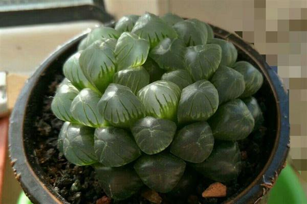 怎么养姬玉露，喜欢高湿的生长条件