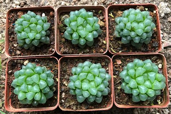 怎么养姬玉露，喜欢高湿的生长条件