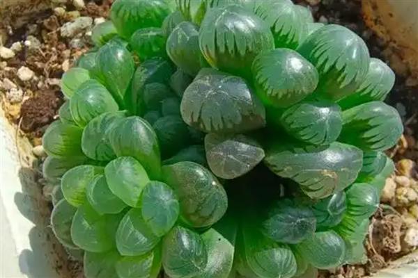 怎么养姬玉露，喜欢高湿的生长条件