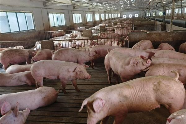 猪要养多长时间才可以出栏,大概要6个月左右