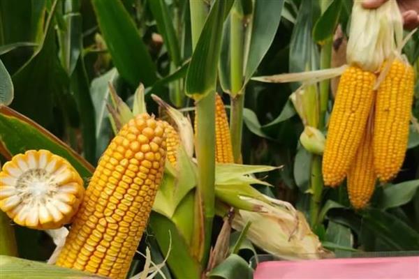 衡玉321的特征特性，中抗穗腐病等病害