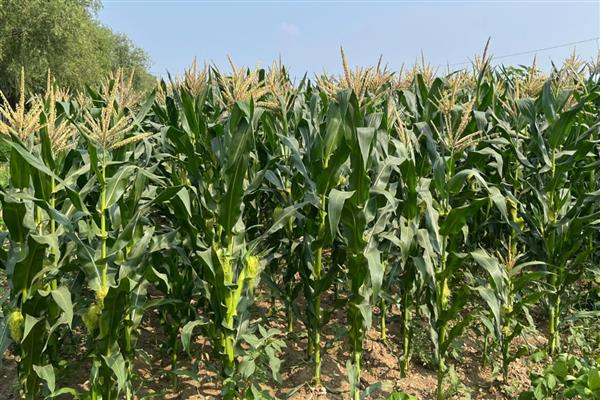 衡玉321的特征特性，中抗穗腐病等病害