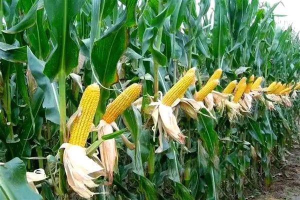 衡玉321的特征特性，中抗穗腐病等病害