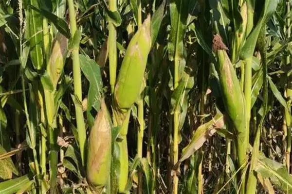 衡玉321的特征特性，中抗穗腐病等病害