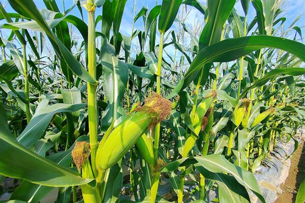 衡玉321的特征特性，中抗穗腐病等病害