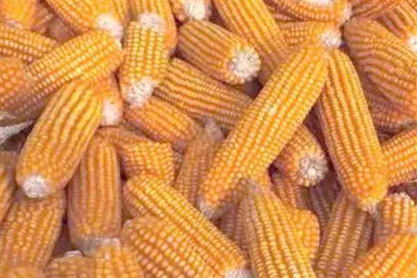 衡玉321的特征特性，中抗穗腐病等病害