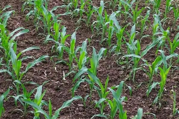 衡玉321的特征特性，中抗穗腐病等病害