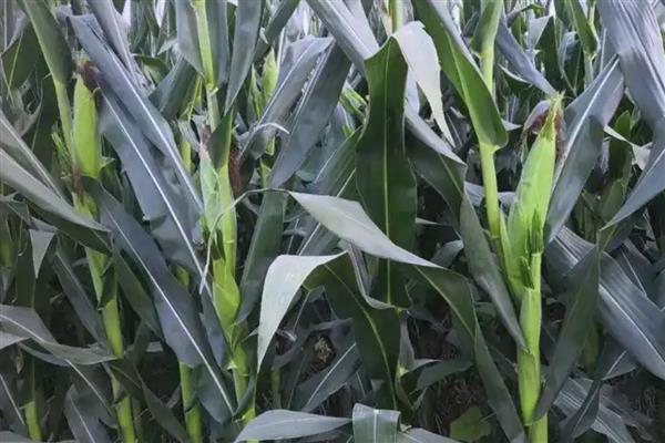 衡玉321的特征特性，中抗穗腐病等病害