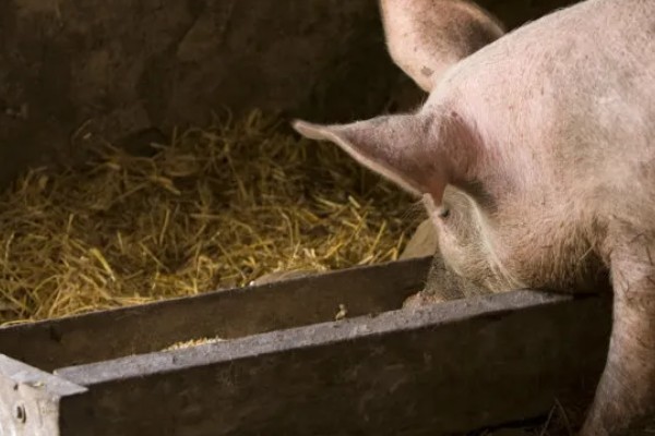 猪体温正常不吃食如何处理，增加运动量可以提高食欲