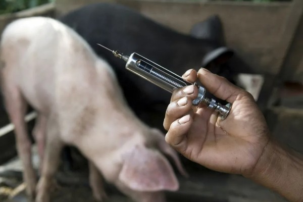 猪体温正常不吃食如何处理，增加运动量可以提高食欲