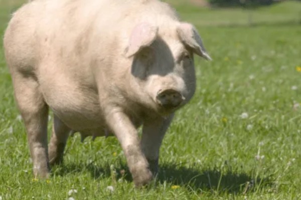 猪体温正常不吃食如何处理，增加运动量可以提高食欲