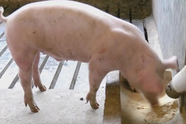 猪体温正常不吃食如何处理，增加运动量可以提高食欲