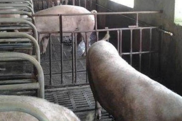 猪体温正常不吃食如何处理，增加运动量可以提高食欲