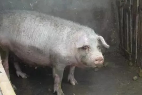 猪体温正常不吃食如何处理，增加运动量可以提高食欲