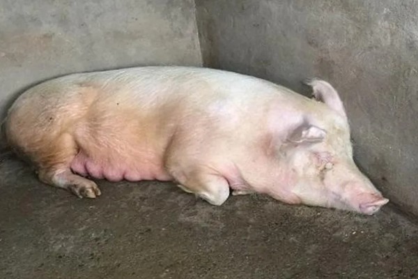 猪体温正常不吃食如何处理，增加运动量可以提高食欲