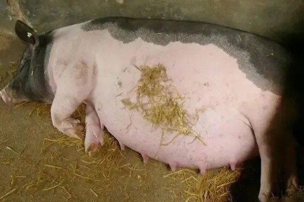 猪体温正常不吃食如何处理，增加运动量可以提高食欲