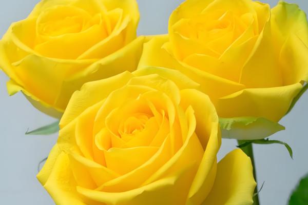 黄色玫瑰有哪些品种，有金香玉、金枝玉叶等